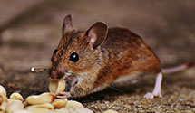 24 Hour & Emergency Exterminators in Smyrna, NC